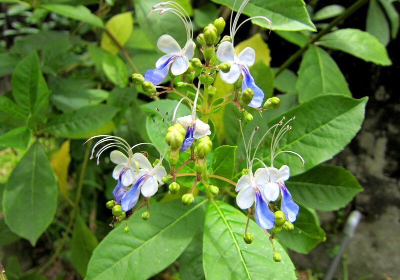 Blue and White Flowers — Green, Natural