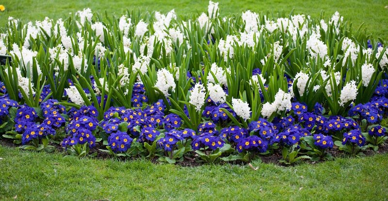 Blue and White Flowers — Green, Serene