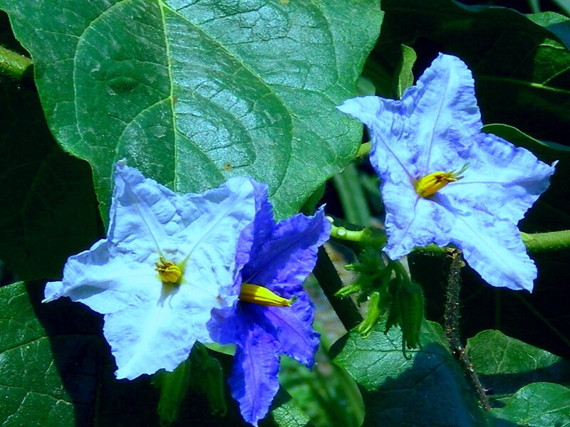 Blue and White Flowers — Green