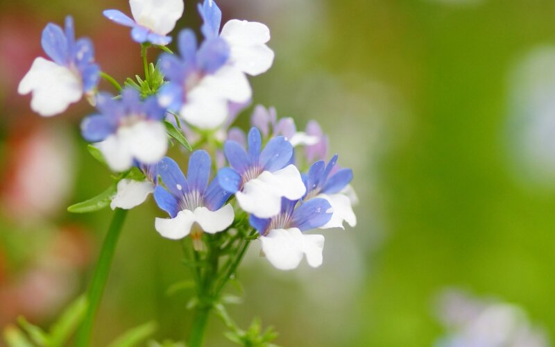 blue and white flowers in bloom