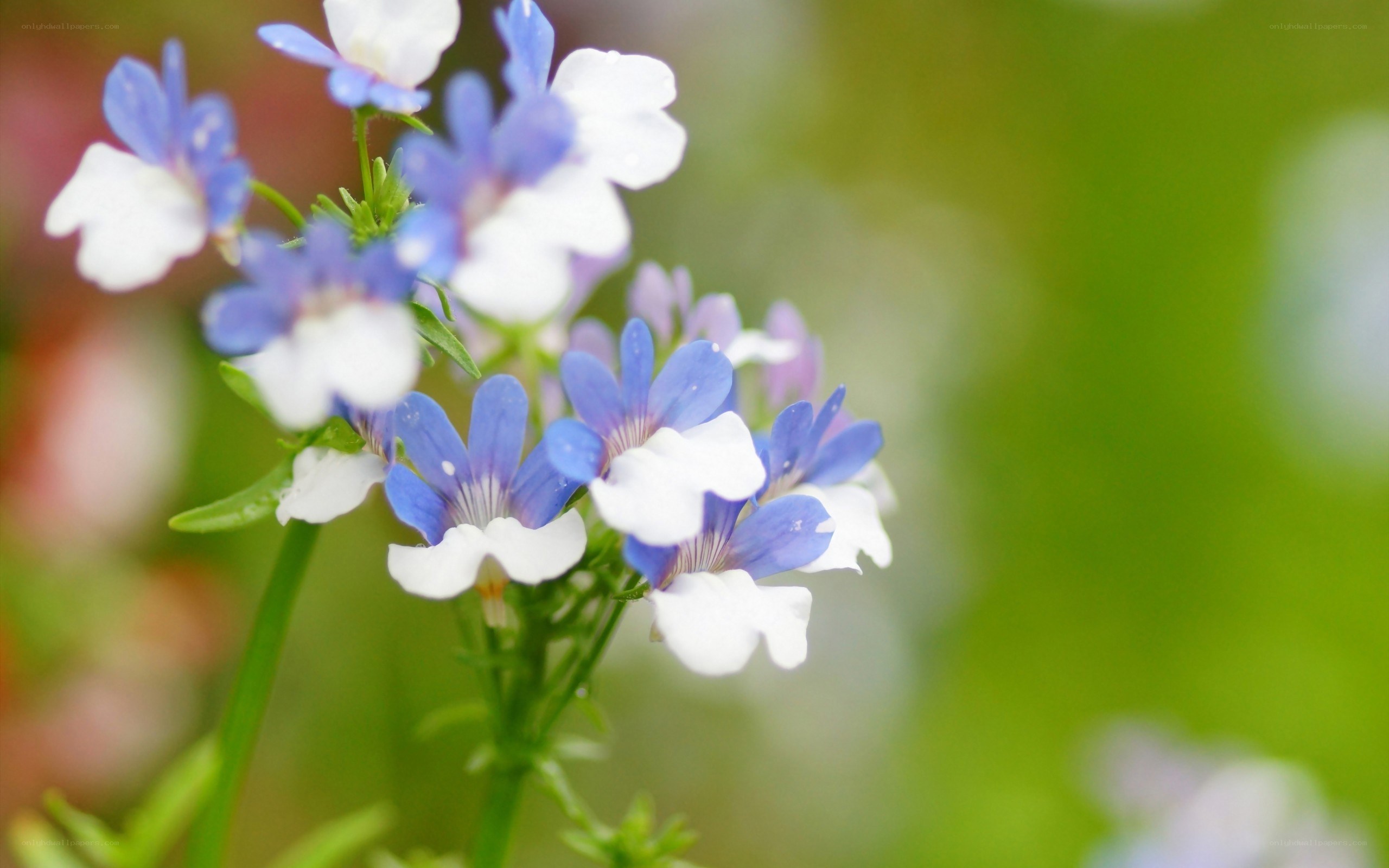 blue and white flowers in bloom