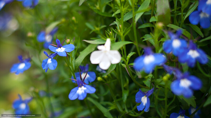 Blue and white flowers in garden