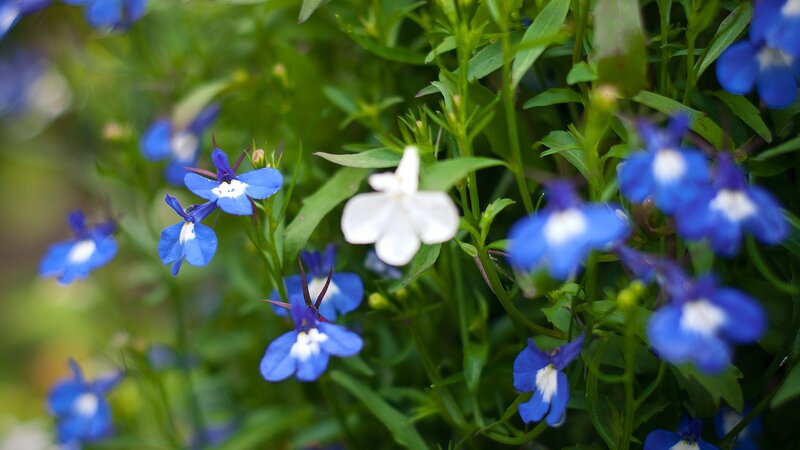 blue and white flowers in garden