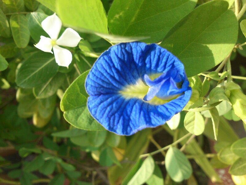 Blue and white flowers in garden