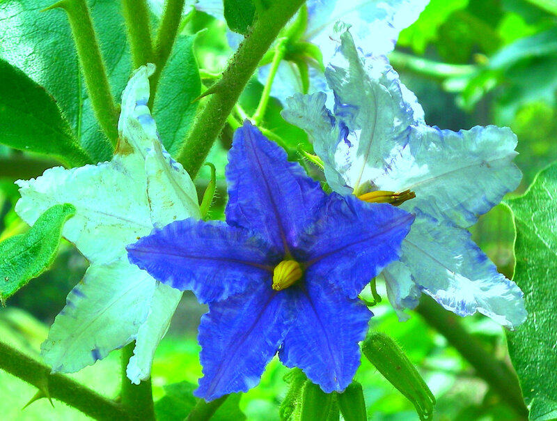 blue and white flowers in garden