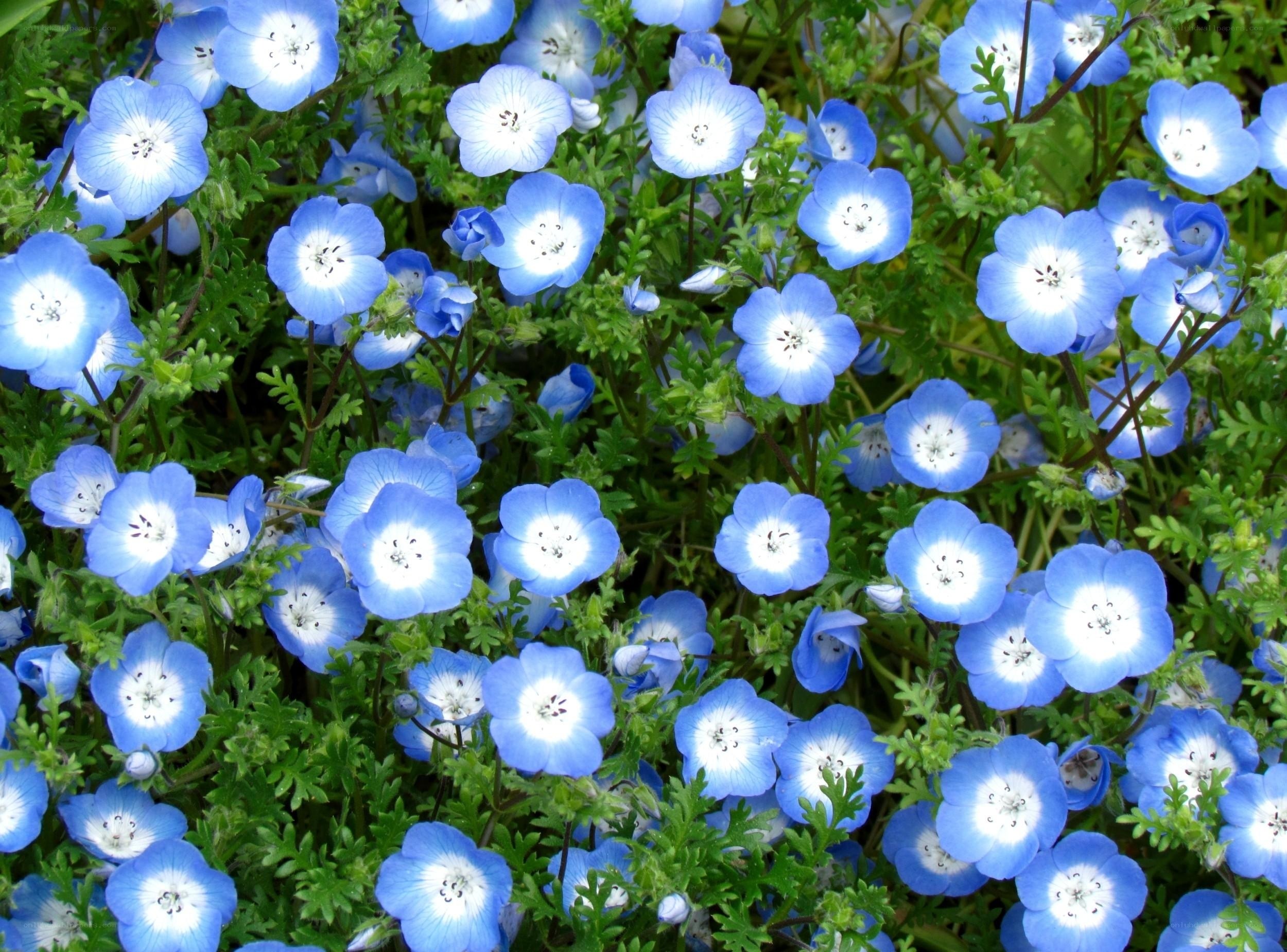 blue and white flowers in garden