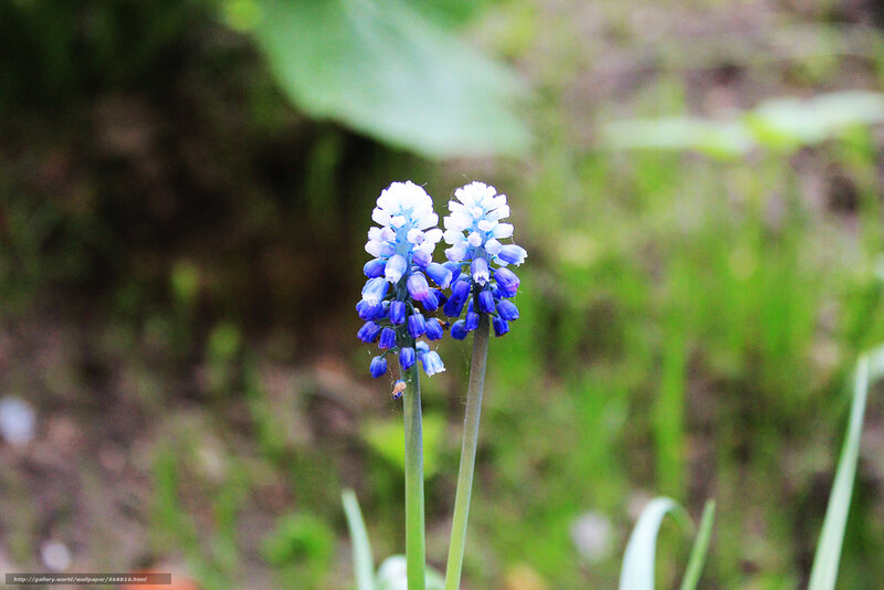 Blue and white flowers in nature