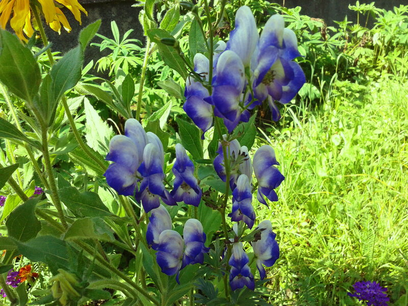 Blue and White Flowers — Natural, Afternoon