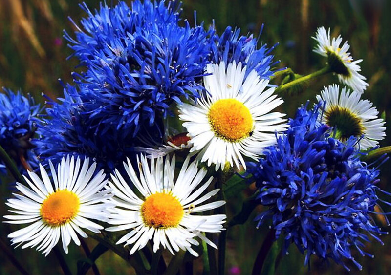 Blue and White Flowers — Natural