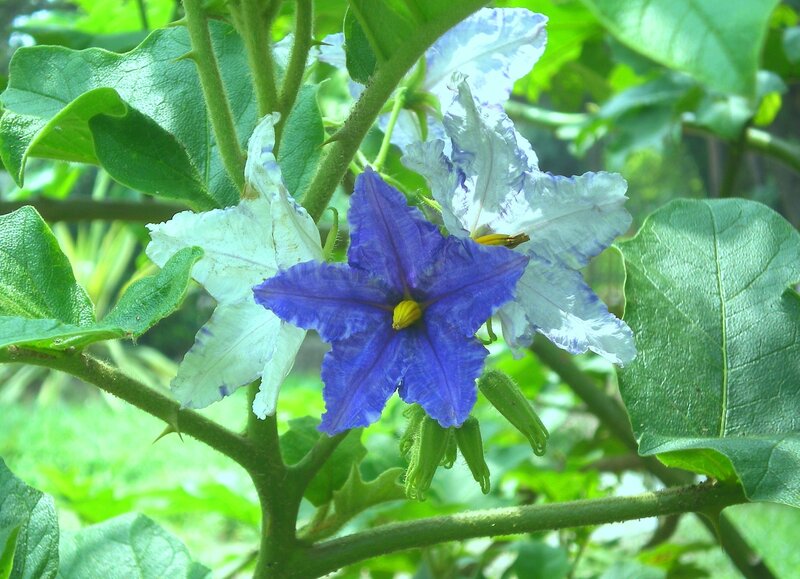 blue and white flowers on a plant