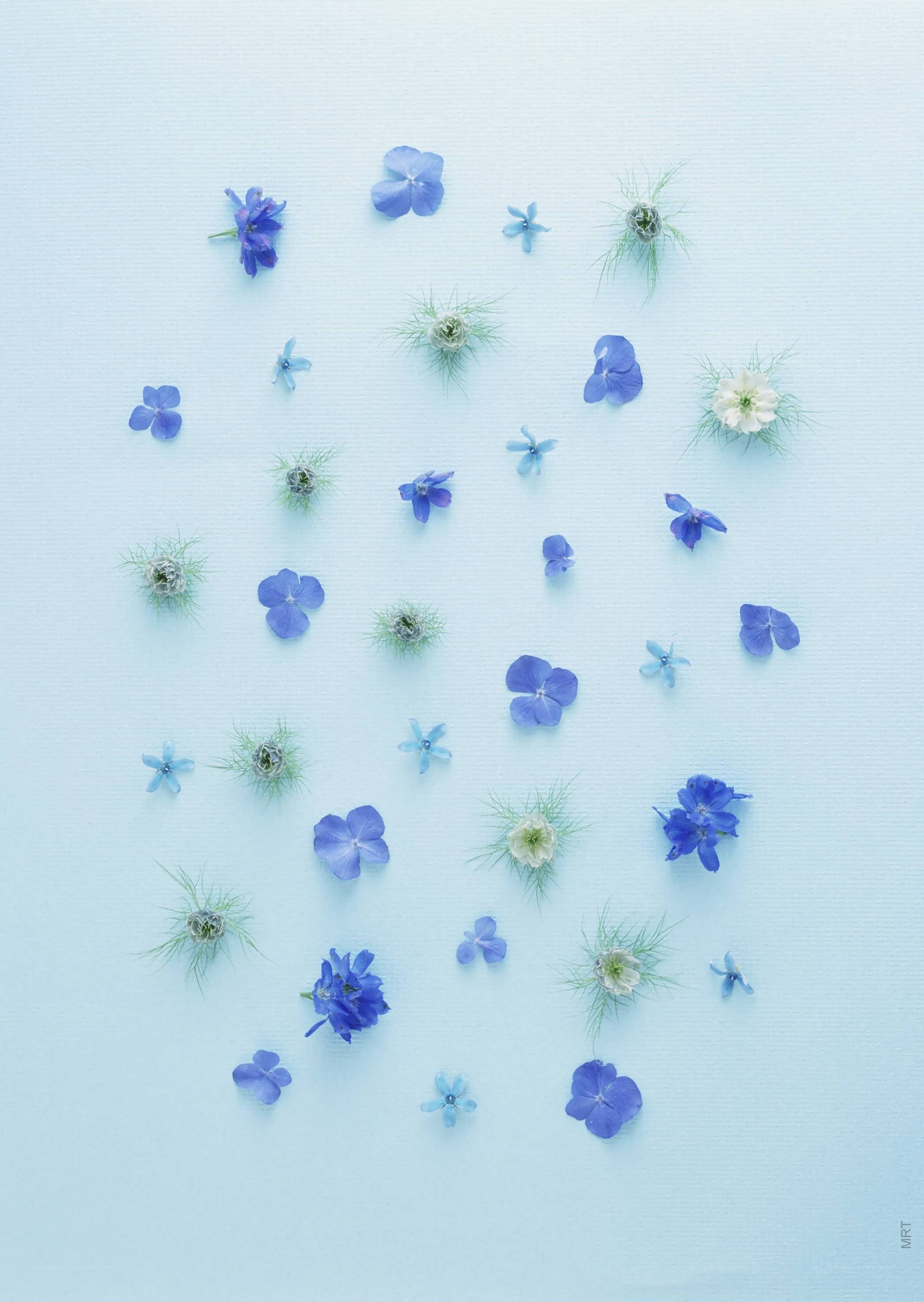 blue and white flowers on light blue