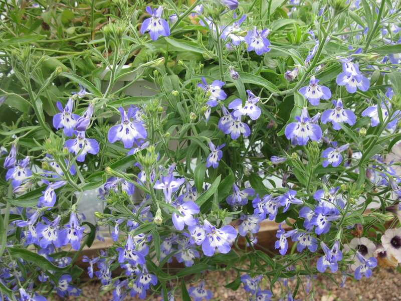Blue and White Flowers — Purple, Calm, Spring