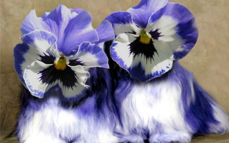 Blue and White Flowers — Purple, Calm