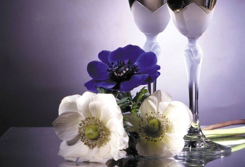 Blue and White Flowers — Purple