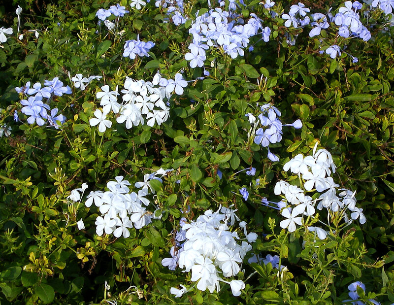 Blue and White Flowers — Serene, Afternoon