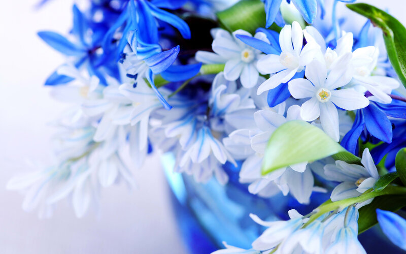 Blue and White Flowers — Serene, Photograph, Green Leaves