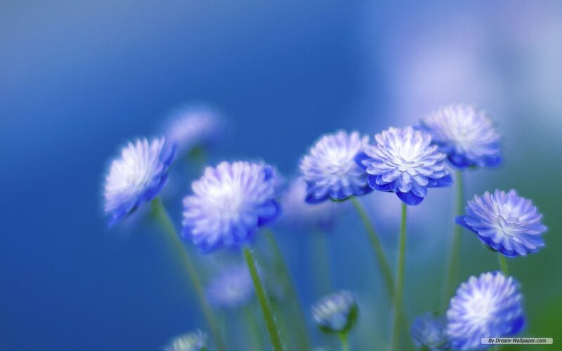 Blue and White Flowers — Serene, Photograph, Stems