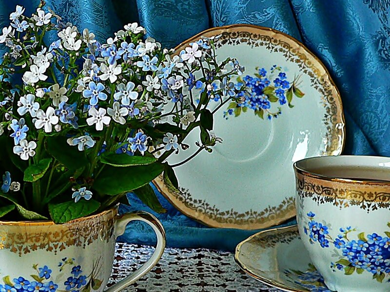 Blue and White Flowers — Serene, Photograph