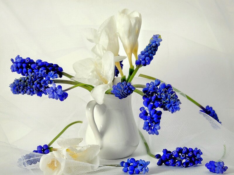 Blue and White Flowers — Serene, Photograph, Vase, Tulle