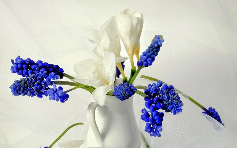Blue and White Flowers — Serene, Photograph, Vase, White Fabric