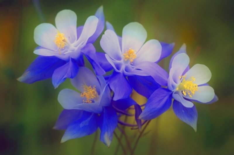 Blue and White Flowers — Serene, Photograph, Yellow Stamen