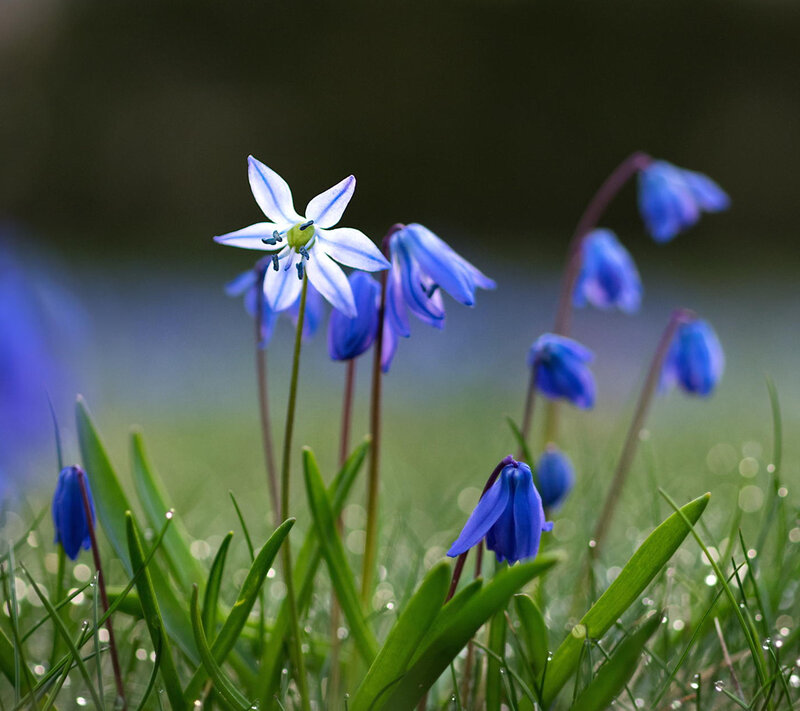 Blue and White Flowers — Serene, Spring, Photograph, Grass