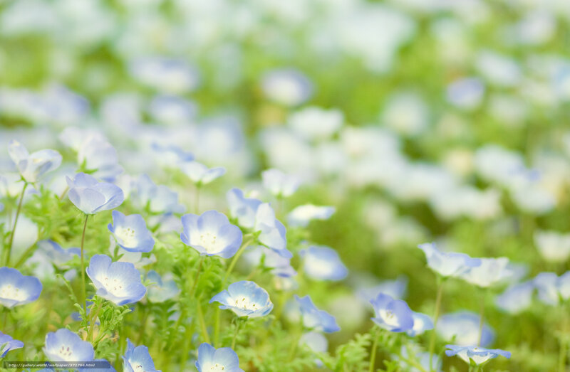 Blue and White Flowers — Serene, Spring, Photograph, Green Leaves, Field