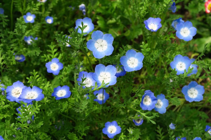 Blue and White Flowers — Serene, Spring, Photograph, Green Leaves, Plants