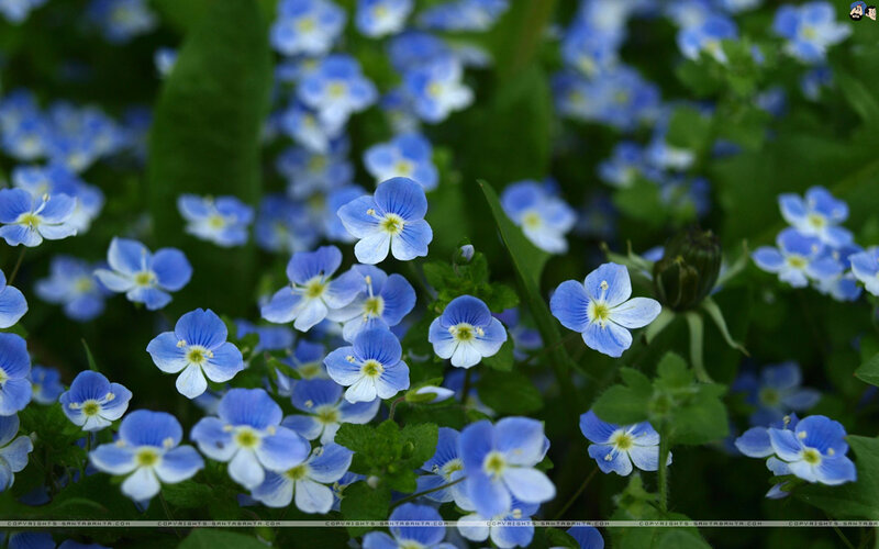 Blue and White Flowers — Serene, Spring, Photograph, Green Leaves