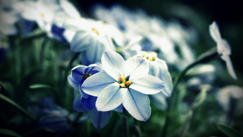 Blue and White Flowers — Serene, Spring, Photograph, Green Leaves, Yellow Centers