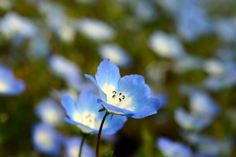 Blue and White Flowers — Serene, Spring, Photograph, Greenery