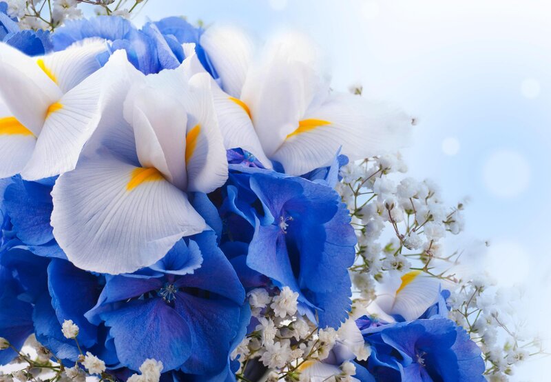 Blue and White Flowers — Serene, Spring, Photograph, Hydrangea, Iris