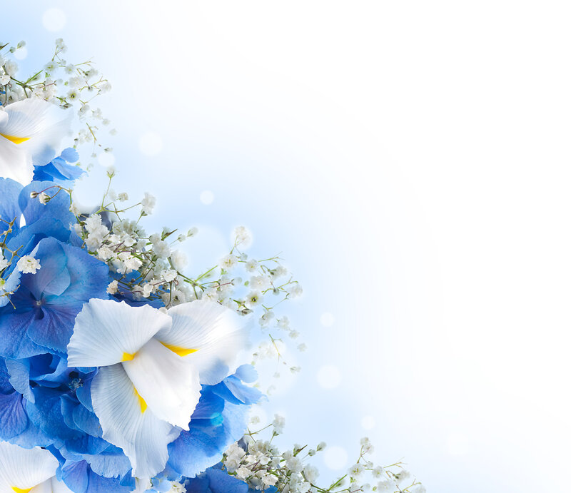 Blue and White Flowers — Serene, Spring, Photograph, Hydrangea