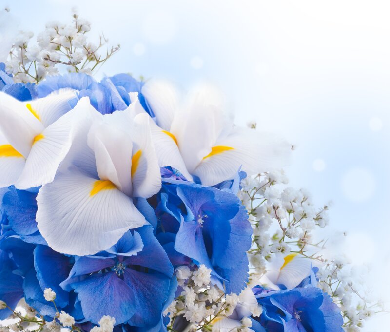 Blue and White Flowers — Serene, Spring, Photograph, Iris