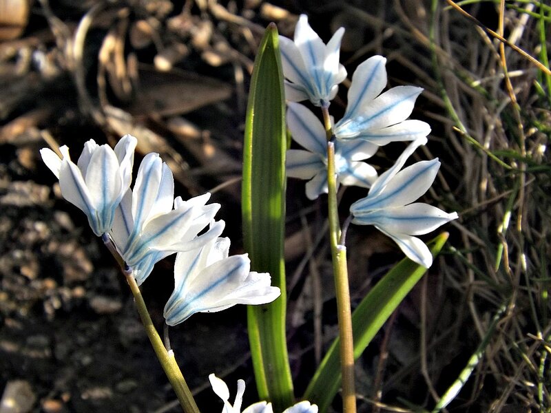 Blue and White Flowers — Serene, Spring, Photograph, Leaves