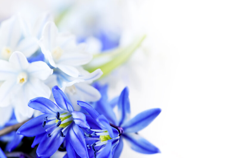 Blue and White Flowers — Serene, Spring, Photograph, Stamen