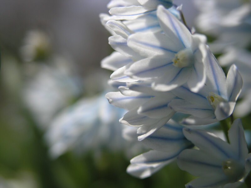 Blue and White Flowers — Serene, Spring, Photograph