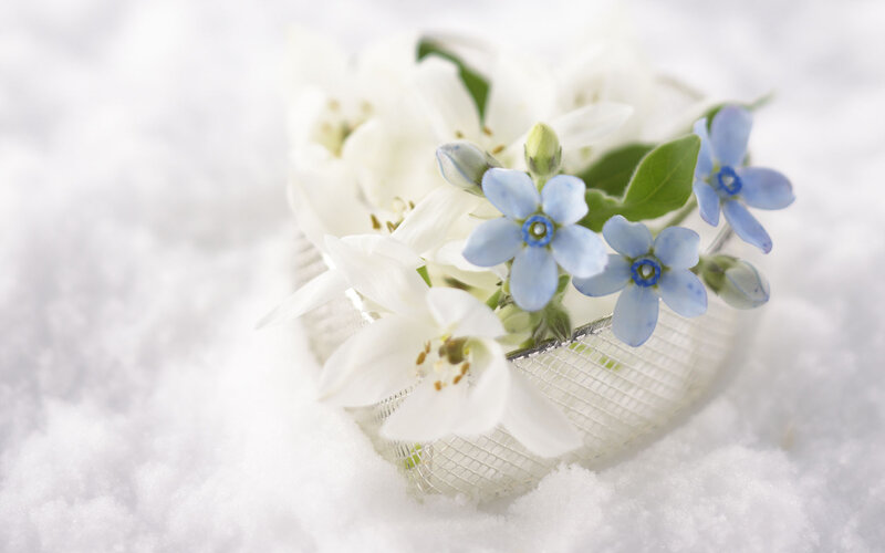 Blue and White Flowers — Serene, Winter