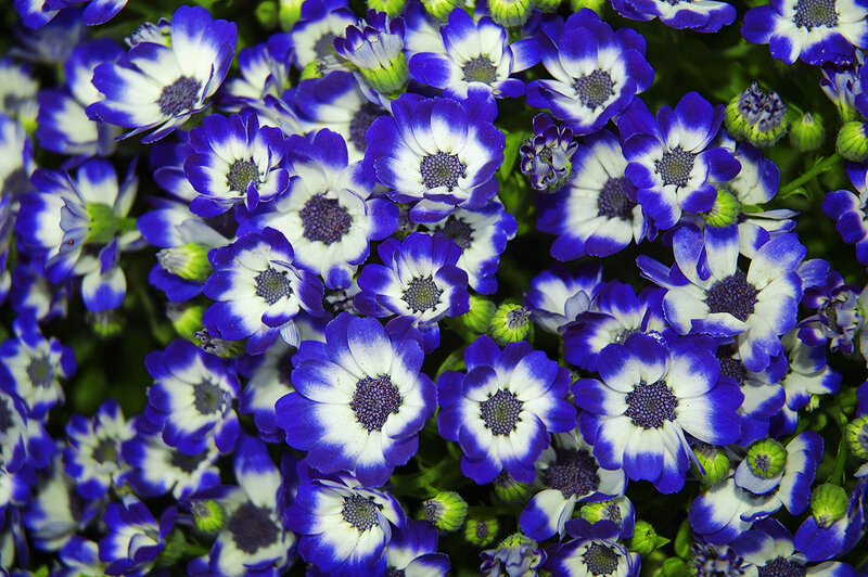 Blue and White Flowers — Vibrant