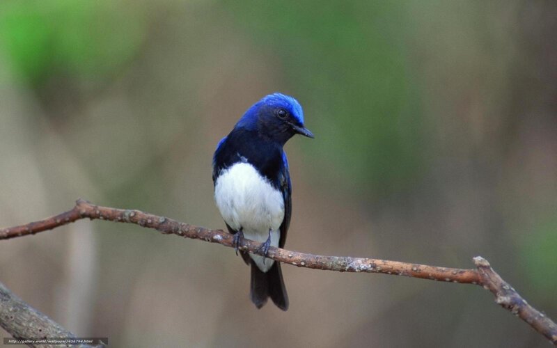 Blue-and-white Flycatcher — Blue