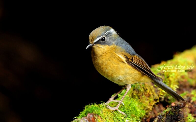Blue-and-white flycatcher