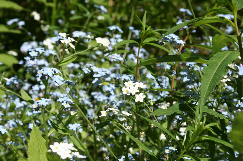 Blue and White Forget-me-nots — Serene