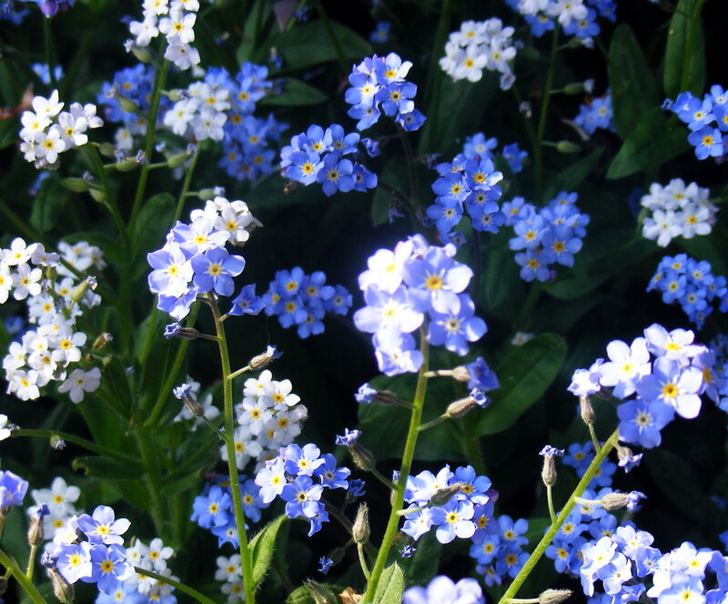 Blue and White Forget-me-nots