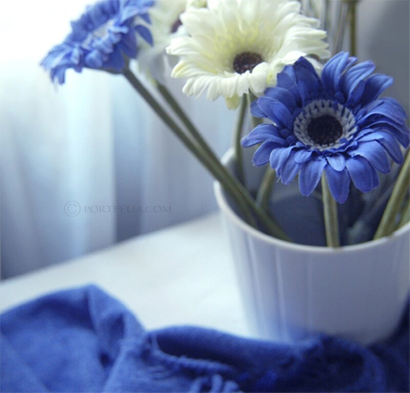 Blue and White Gerbera Daisies