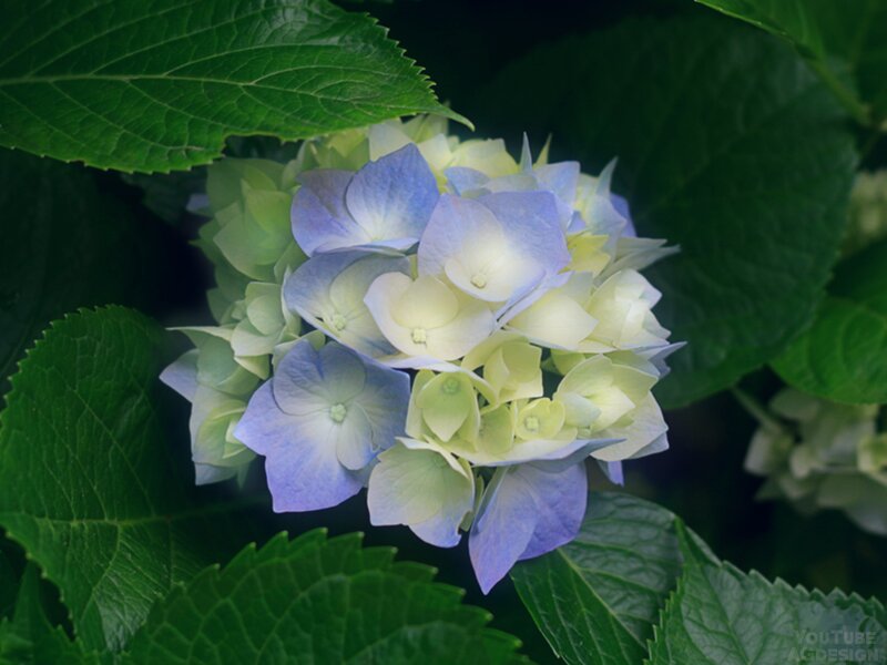 Blue and White Hydrangea — Calm, Photograph