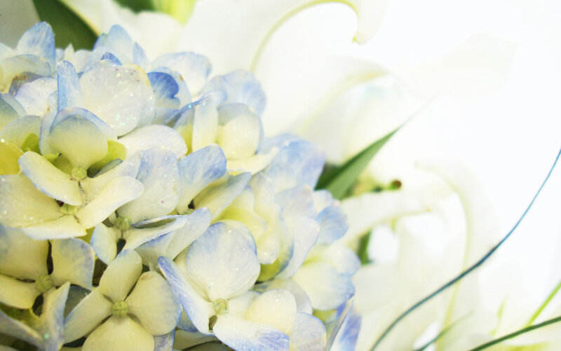 Blue and White Hydrangea — Calm
