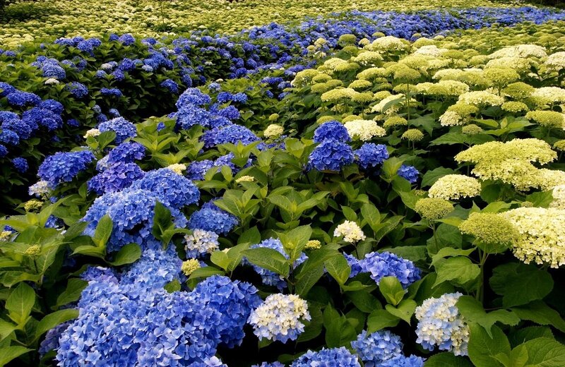 Blue and white hydrangea field