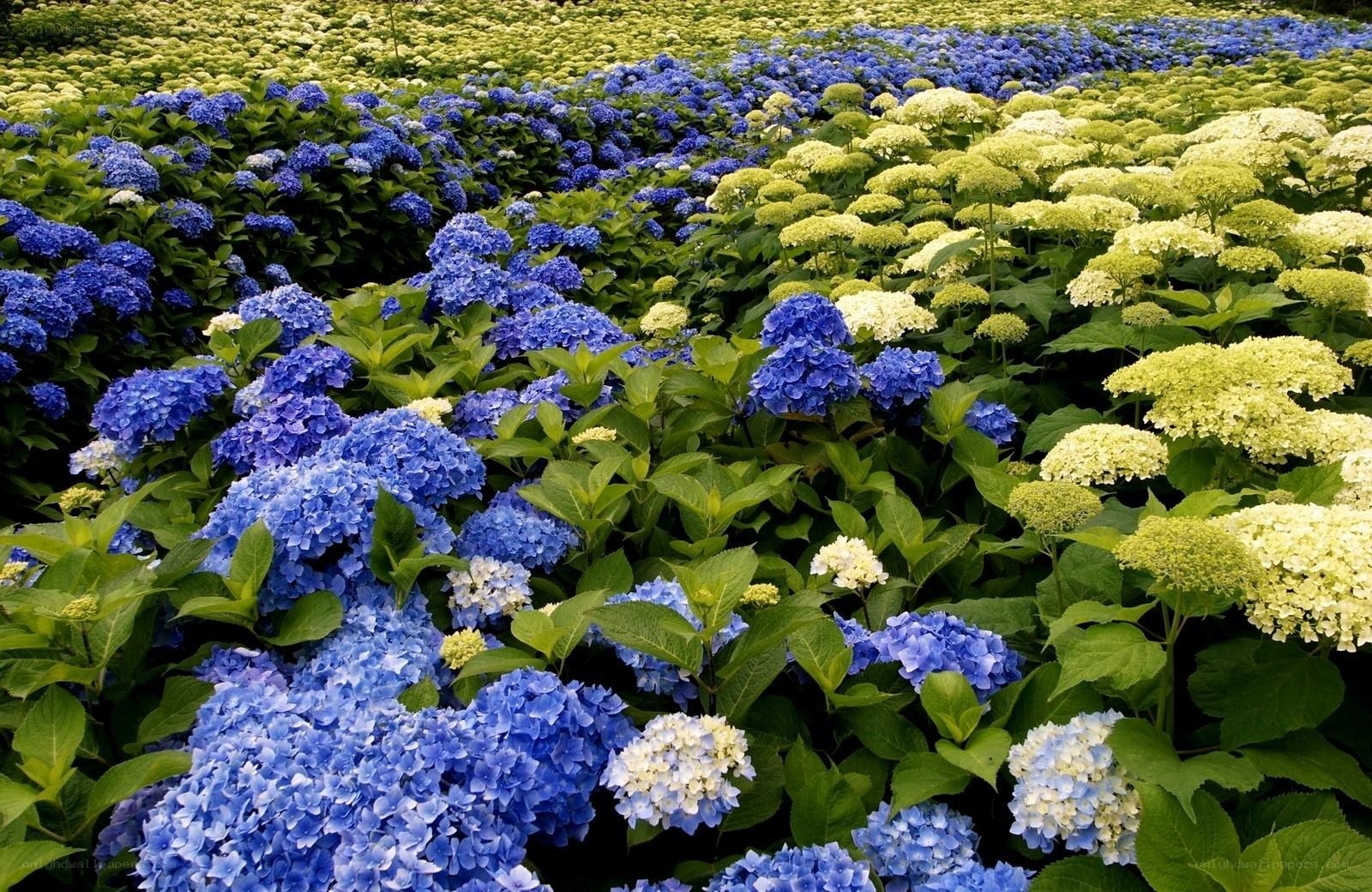 Blue and white hydrangea field