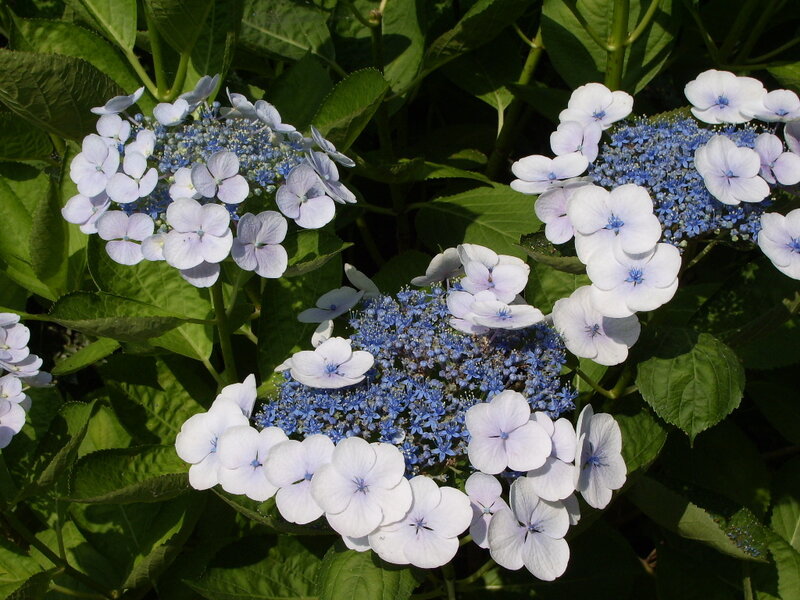 blue and white hydrangea flowers
