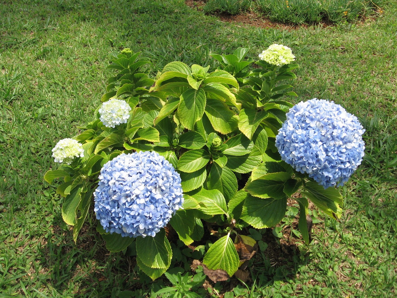 blue and white hydrangea flowers
